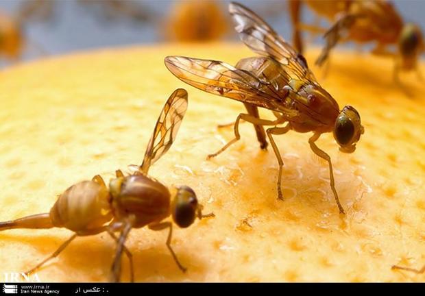 وزوز مگس مدیترانه زیر سایه خشکسالی در کرمان