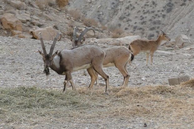 شکارچیان بز وحشی در بهبهان محکوم شدند