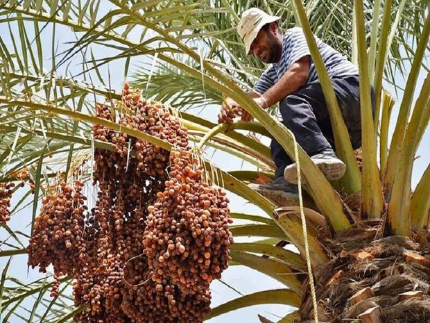 یک هزار و ۴۵۶ تن خرما در شوشتر تولید شد