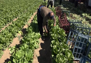 کاهو ورامین خوراک دام ها می شود