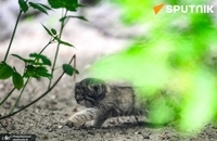 گربه مورد علاقه روس ها بچه دار شد (2)