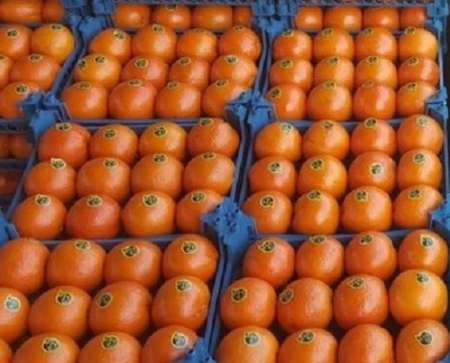 576 تن سیب و پرتقال در اجرای طرح تنظیم بازار خراسان جنوبی توزیع شد