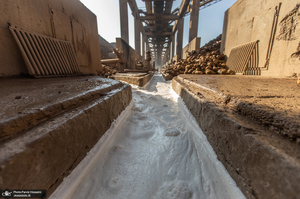 شوق شیرین تولید شکر / کارگران تولید قند و شکر