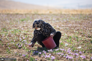 برداشت زعفران از مزارع استان چهارمحال و بختیاری