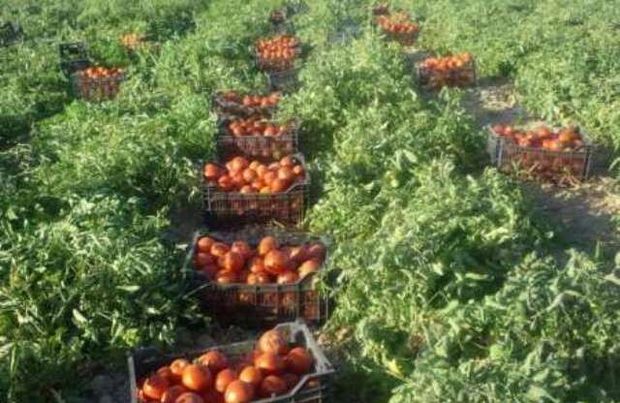 برداشت گوجه فرنگی هفته جاری در هرمزگان آغاز می‌شود
