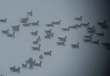 ورود بیش از 100 قطعه غاز پیشانی سفید به تالاب سدمیل پارس آباد