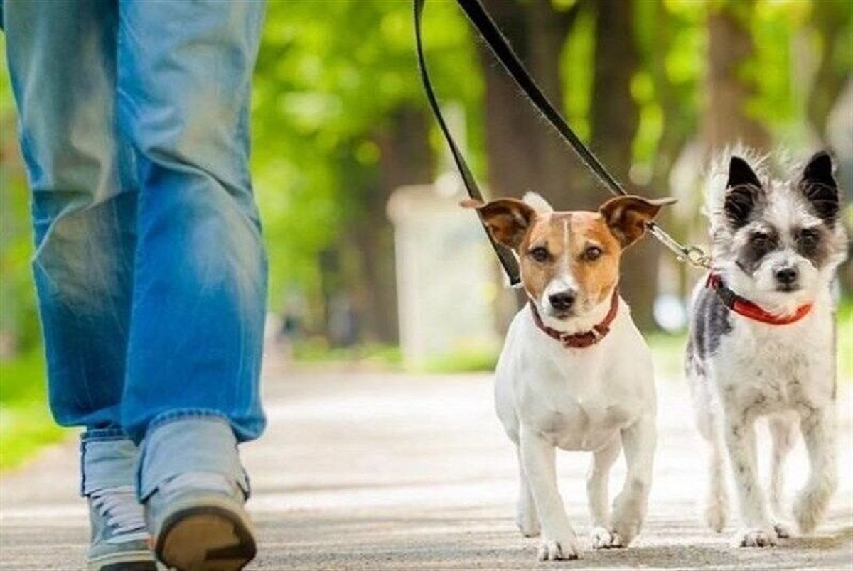 ورود سگ‌ها به پارک‌ها ممنوع شد/ جزییات طرح گشت پارک ها