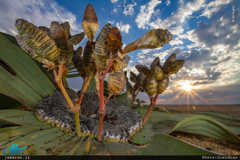 برترین عکس های حیات وحش سال 2018 Wildlife Photographer of the Year 2018 – the winners 