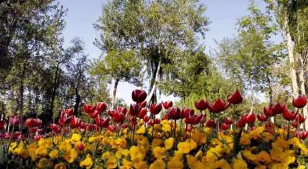 شهردار: بازارچه دائمی گل و گیاه در یاسوج آماده بهره برداری است