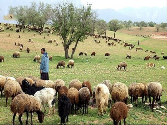 توزیع160 تن جو یارانه ای در روستاهای پایلوت منارید خراسان شمالی