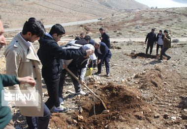 ۳۰ هزار اصله نهال در مهاباد غرس می‌شود