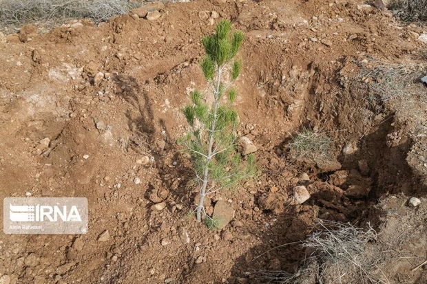۱۰ هزار اصله درخت در کاشان توزیع می‌شود