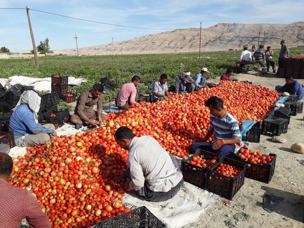 برداشت گوجه فرنگی در باغملک آغاز شد