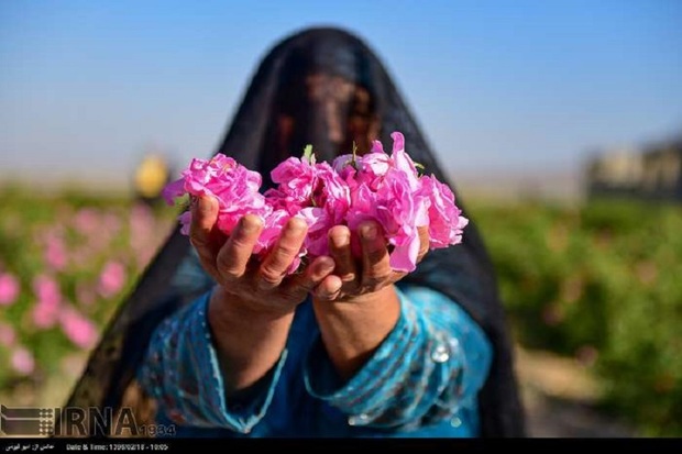 برداشت گل محمدی در کاشان آغاز شد