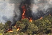 جنگل های معمولان پلدختر دچار آتش سوزی شد