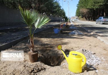 ۱۲ هزار اصله نهال هفته منابع طبیعی در بیجار توزیع می‌شود