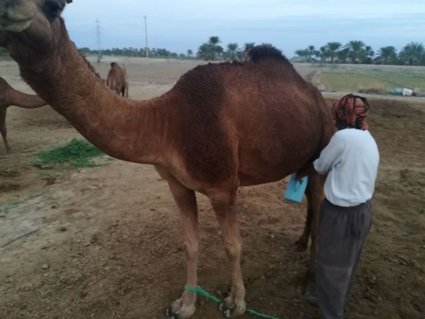 سالانه بیش‌از هزار تن شیر شتر در سیستان وبلوچستان تولید می‌شود