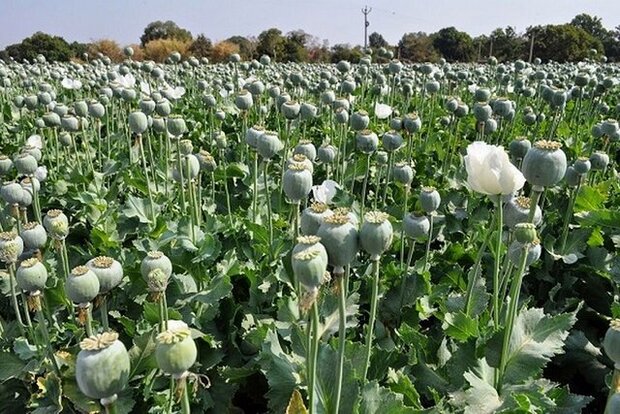 نماینده مجلس: کشت غیرمجاز خشخاش از ۹ هزار به ۴۲ هزار هکتار رسید!