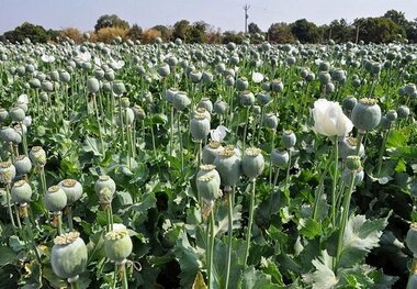 هشدار دادگستری در خصوص کشت مواد مخدر در روستاها