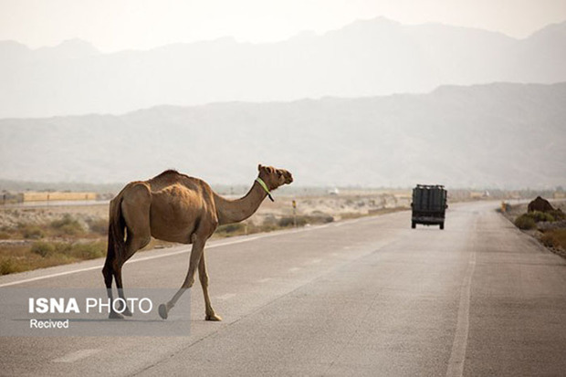 پرواربندی شترها و ایمن‌سازی مسیرها برای کاهش تصادفات جاده‌ای ضروری است