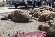 تلف‌شدن 36 رأس گوسفند در برخورد با کامیون