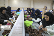 شهرک‌ خرمایی جایگزین کارگاه‌های سنتی بوشهر شود