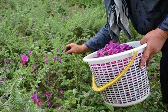 برگزاری جشنواره گل‌گاوزبان در اشکور رشت