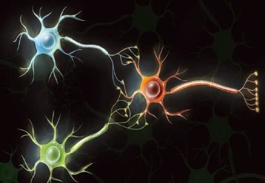 دانشمندان از سلول‌های مغز انسان رایانه‌ می‌سازند
