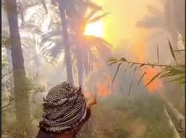 سوختن هزاران نخل در منیوحی؛ نیمی از نخلستان‌های روستاهای آبادان در آتش خاکستر شد + فیلم