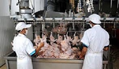 افزایش 30 درصدی تولید گوشت مرغ در چهارمحال و بختیاری