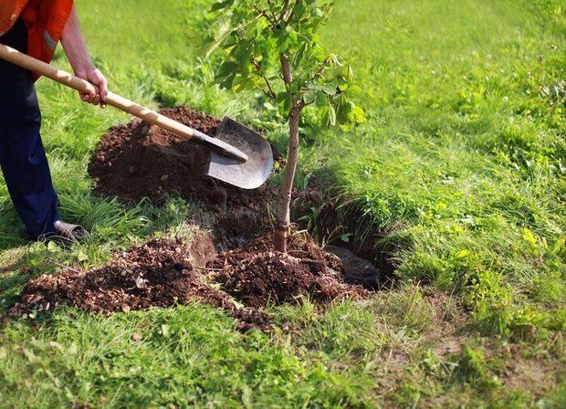 ۱۰۰ هزار اصله نهال رایگان در پایتخت توزیع می‌شود