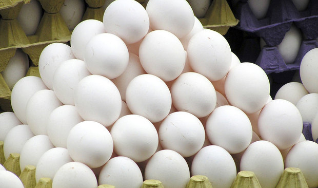 یک مسئول در جهاد کشاورزی: قیمت تخم مرغ در قم به تعادل رسیده و نیازی به واردات آن نیست
