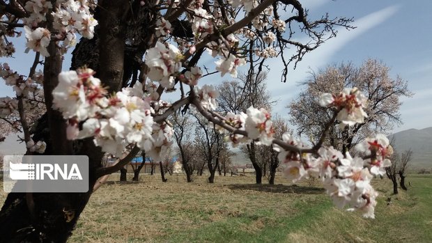 سرما درختان شکوفه زده در زنجان را تهدید می‌کند