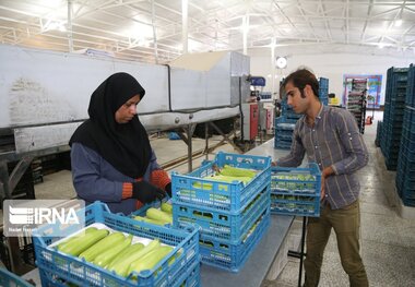 واحدهای تولیدی  با اشتغالزایی نیروهای بومی در اولویت دریافت تسهیلات هستند