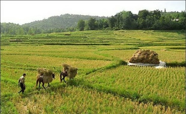 پارسال 118 میلیارد ریال برای اشتغال روستائیان بابل سرمایه گذاری شد