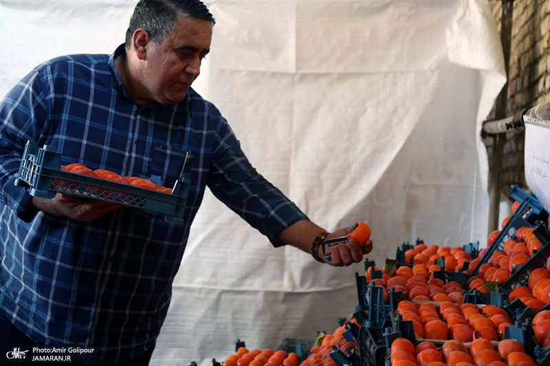 برگزاری اولین جشنواره خرمالو در روستای کشار سفلی