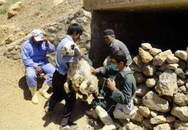 افزون بر یک میلیون راس دام سیستان و بلوچستان علیه بیماری مایه کوبی شد