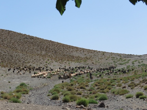 خشکسالی تولید علوفه در مراتع گچساران را 40 درصد کاهش داد