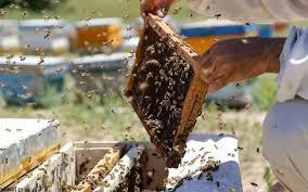 تولید سالانه  700 تن عسل در مشگین شهر