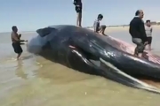 پیدا شدن جسد  نهنگ ۱۸ متری در ساحل روستای لیلتین شهرستان گناوه
