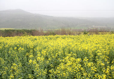 آغاز کشت کلزا در مناطق کوهستانی گلستان