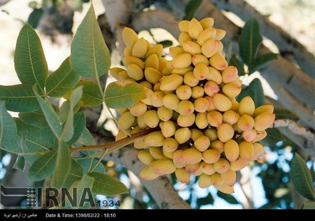 آغاز برداشت پسته از باغات سیرجان