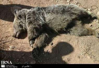 مرگ توله خرس براثر برخورد با خودرو در بخش کجور مازندران