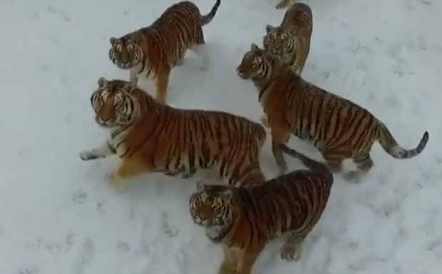 تلف شدن ۷ توله ببر در باغ وحش مشهد تایید شد
