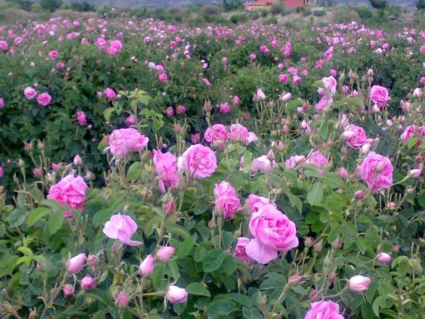 برداشت گل محمدی در رفسنجان آغاز شد