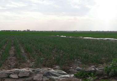 نرخ اجاره بهای زمین های کشاورزی شمال خوزستان تعدیل شد