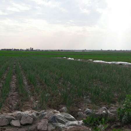نرخ اجاره بهای زمین های کشاورزی شمال خوزستان تعدیل شد