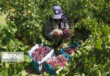 شناسایی ۲۴۰ رقم انگور در خراسان شمالی سازگار با اقلیم استان