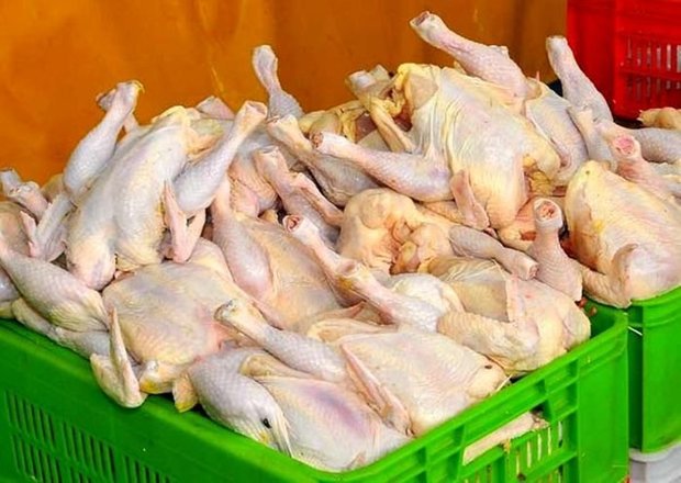 تولید گوشت مرغداری های هرمزگان به 33هزار تن رسید