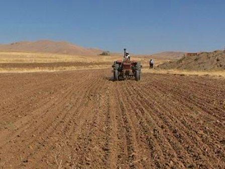 خشکسالی سطح زیر کشت محصولات پاییزه محلات را 350 هکتار کاهش داد